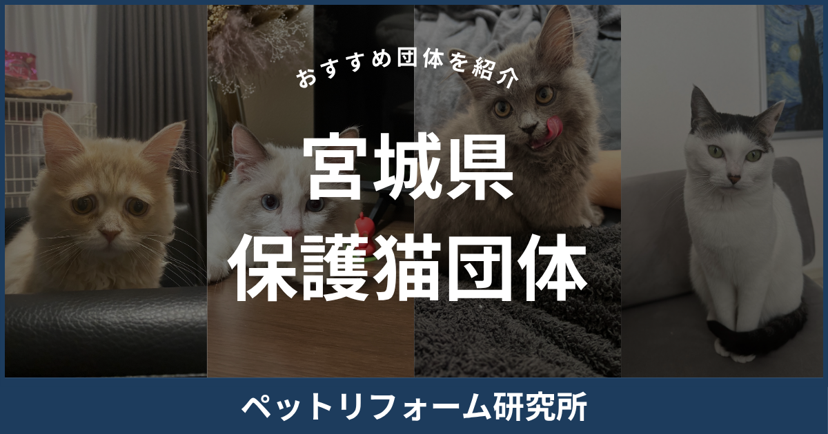 宮城県 保護猫団体