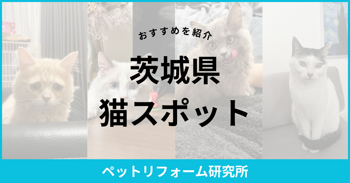 茨城県 猫スポット