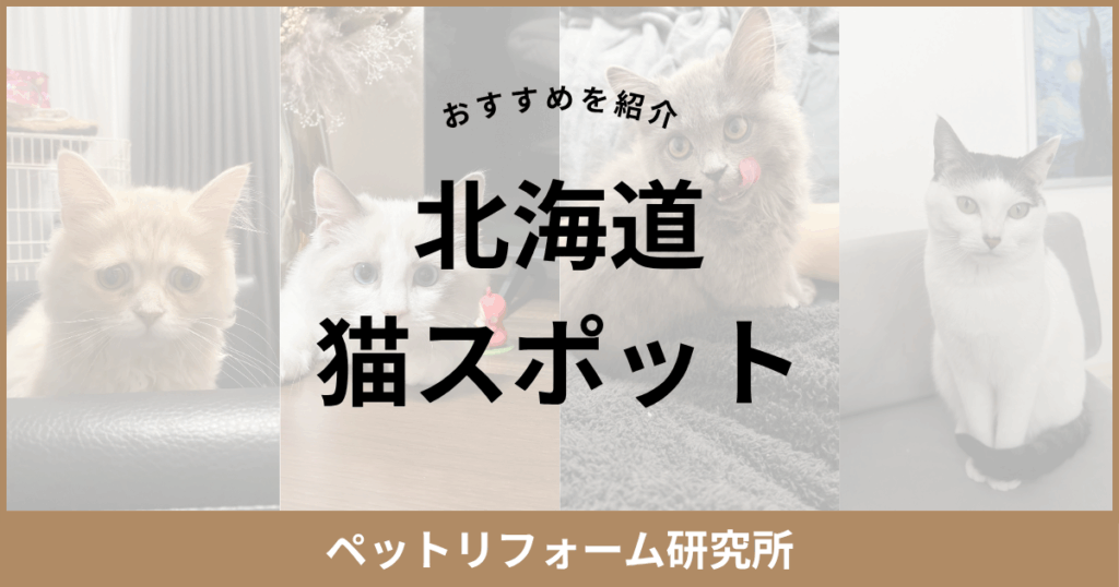 北海道 猫スポット