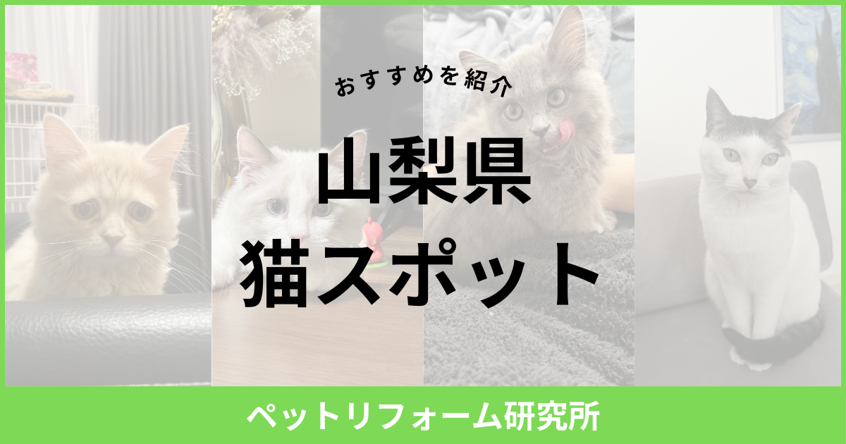 山梨県 猫スポット