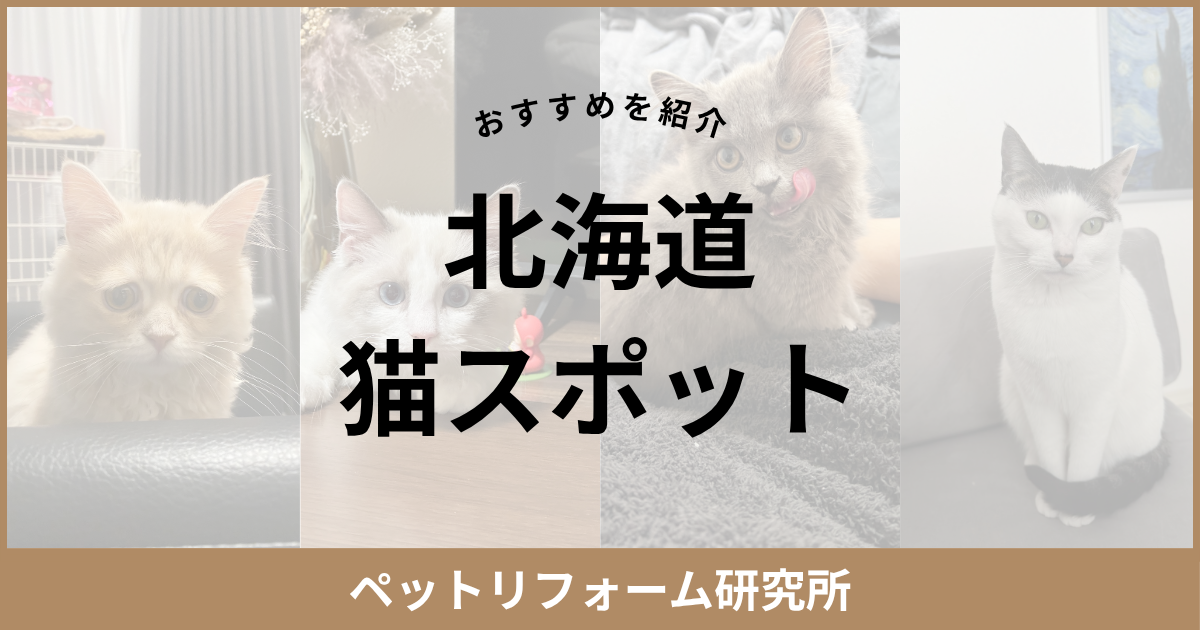 北海道 猫スポット