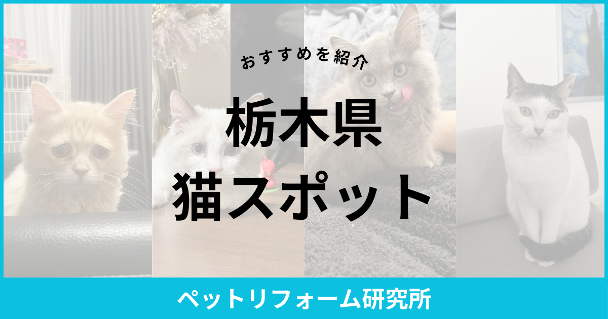 栃木県 猫スポット