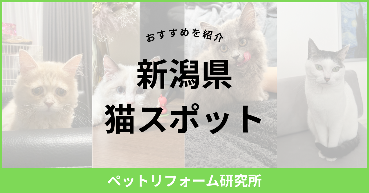 新潟県 猫スポット