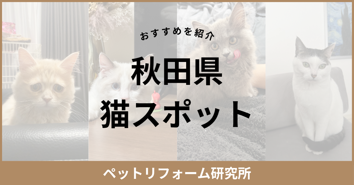 秋田県 猫スポット