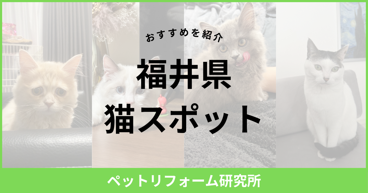 福井県 猫スポット
