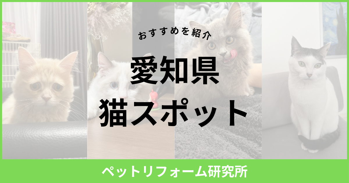 愛知県 猫スポット
