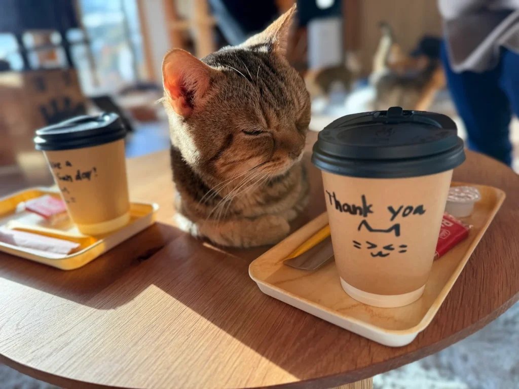 譲渡型 保護猫カフェ 猫恩（にゃおん）