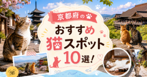 京都 猫スポット
