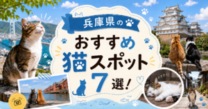 兵庫 猫スポット